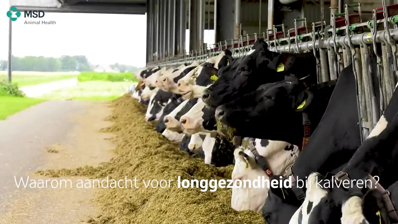 Longgezondheid bij het kalf